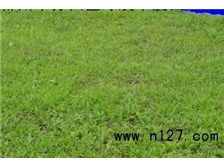 郴州市蘇仙區(qū)綠溪草皮苗木綠基地苗木產(chǎn)品展示