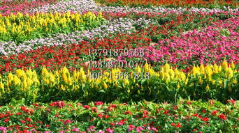 菊花專(zhuān)業(yè)供應(yīng)商 大濱菊價(jià)格與苗木選購(gòu)指南