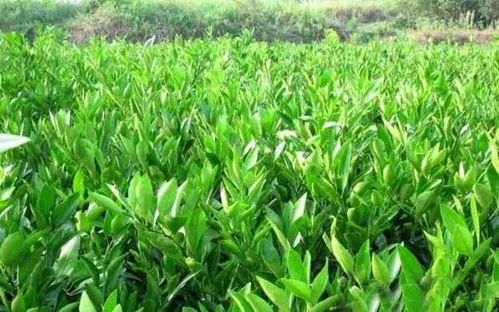 苗木移栽后的科學(xué)管理，成活率翻一番不是夢