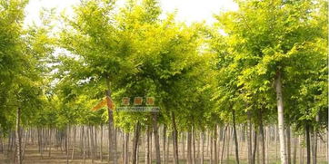 養(yǎng)殖網(wǎng)站圖片大數(shù)據(jù)在苗木產(chǎn)業(yè)的應(yīng)用與發(fā)展前景