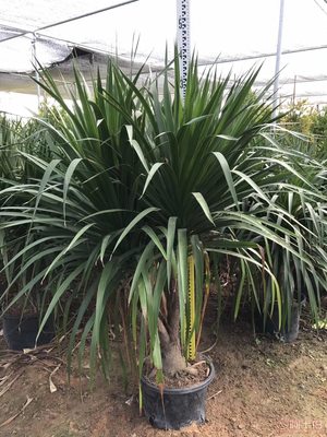 綠化苗木龍血樹直銷，價(jià)格實(shí)惠的優(yōu)選供應(yīng)商