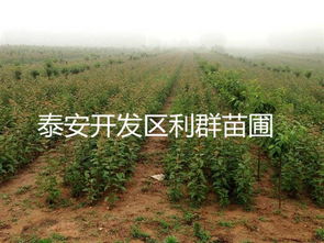 櫻花苗木 品種選擇與栽培指南