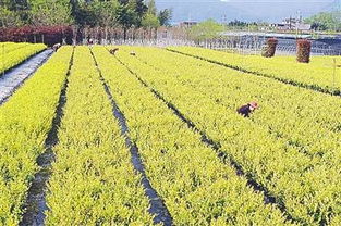 工人在苗圃內(nèi)對苗木進(jìn)行養(yǎng)護(hù) 技術(shù)與責(zé)任