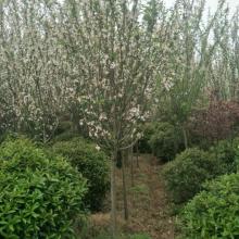 臨沂富雅海棠苗木基地 專業(yè)培育優(yōu)質(zhì)海棠苗木的綠色家園