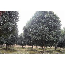 好彩苗木 江蘇夏溪精品桂花苗，打造庭院雅韻之選