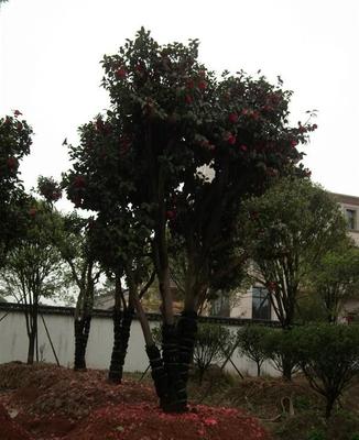 優(yōu)品推薦 大型茶花苗木，直徑8公分至35公分，品質(zhì)卓越，貨源充足