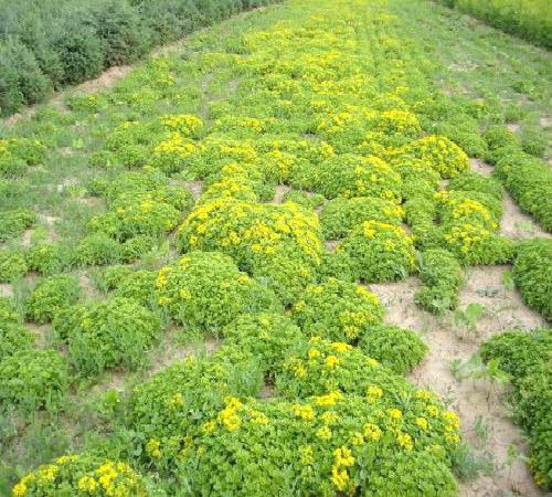 楊浦區(qū)景觀苗木收購價(jià)格解析