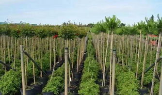 百年匠心，綠意傳承——一家110年歷史的苗圃公司的苗木培育之道