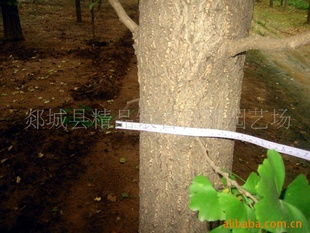 郯城縣精品銀杏苗圃園藝場供應(yīng)直徑15公分銀杏樹指導(dǎo)價(jià)及行情分析