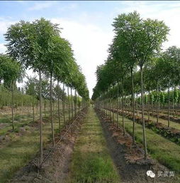 培育精品苗木十大要領(lǐng)