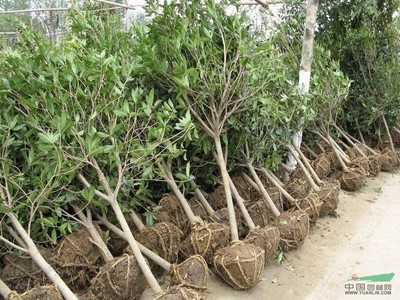 桂花苗木報(bào)價(jià)信息與基地直銷指南