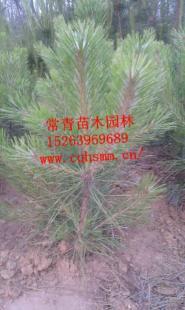 供應優質20公分油松樹苗——綠化工程優選苗木