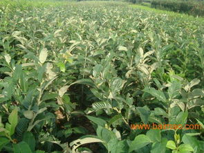 臨沂興旺苗木基地主要苗木產品及價格指南