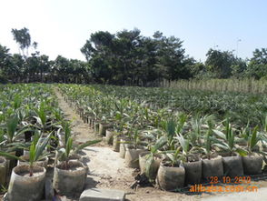 植樹袋與美植袋在苗木移植中的廣泛應用及市場行情分析