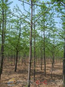 山東優(yōu)質(zhì)綠化苗木 精品銀杏及其他工程苗木的優(yōu)選
