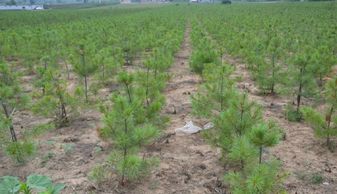 苗木補(bǔ)償規(guī)格說明與青苗補(bǔ)償協(xié)議書完善資料指南