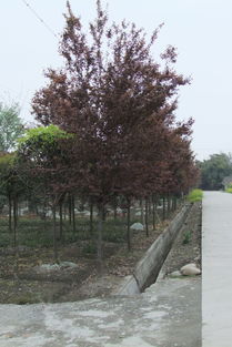 果木苗木市場(chǎng)現(xiàn)狀與廠家報(bào)價(jià)分析