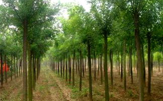 鳳岡縣大型國槐苗木基地 綠色發(fā)展的堅(jiān)實(shí)支柱