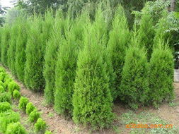 張家港市凱辰紗業(yè)綠化苗木產(chǎn)品列表