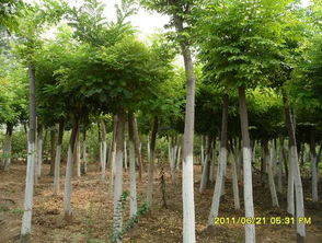 國槐 山東惠民萬盛景觀苗木的生態(tài)瑰寶與市場(chǎng)機(jī)遇