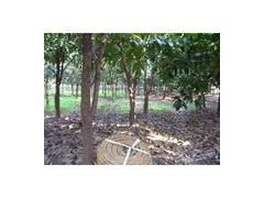 桐廬盛林苗木專業(yè)合作社 產(chǎn)地直銷，優(yōu)質(zhì)工程苗木的一站式供應(yīng)