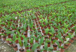 鐵樹苗木全攻略 供應(yīng)、品種、價(jià)格與選購指南