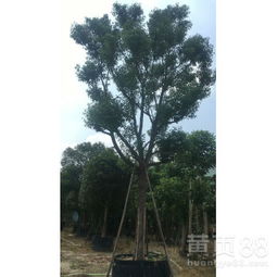 貴州香樟 優(yōu)質(zhì)袋苗批發(fā)與直銷指南