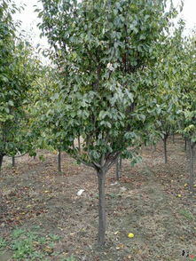 精品苗木推薦與公司風(fēng)采展示——走進(jìn)泰安市岱岳區(qū)黃前鎮(zhèn)永誠果品購銷站