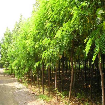 優(yōu)質(zhì)刺槐、香花槐與龍爪槐樹苗 基地直銷，規(guī)格齊全，助力綠化建設(shè)