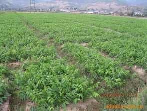 優(yōu)質(zhì)核桃苗供應(yīng) 高成活率與專業(yè)種植指導(dǎo)