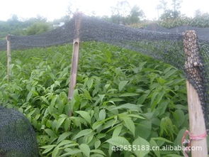 彭水縣青青苗木種植專業(yè)合作社 優(yōu)質(zhì)8518核桃苗供應(yīng)指南與選購要點(diǎn)